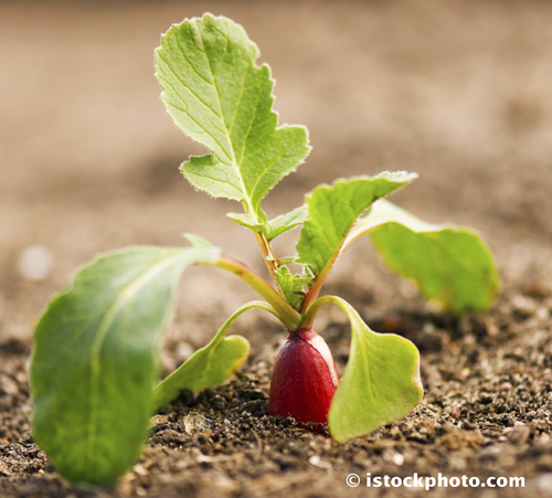 Phytothérapie : Réveillez votre énergie