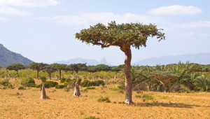 Commiphora molmol