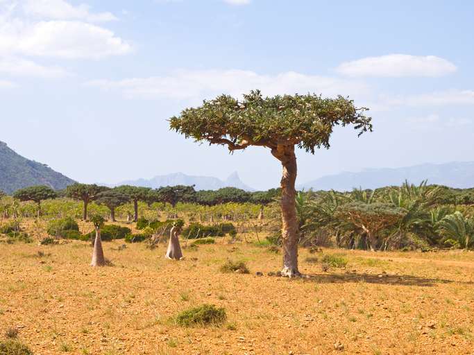 Commiphora molmol