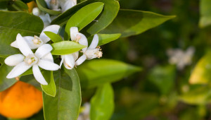 eau florale de fleur d'oranger