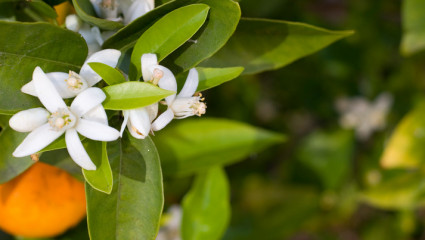 eau florale de fleur d'oranger