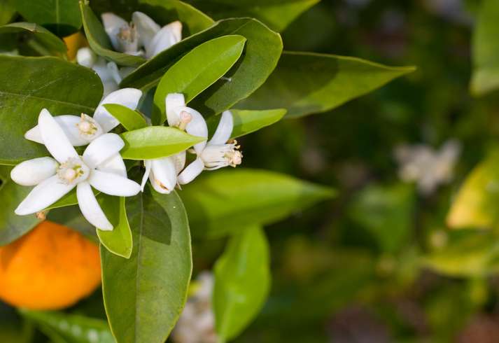 eau florale de fleur d'oranger