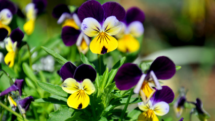 Viola tricolor