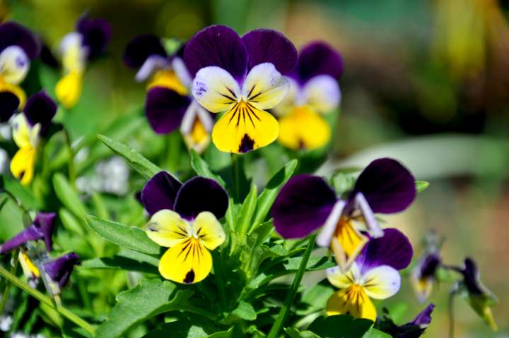 Viola tricolor