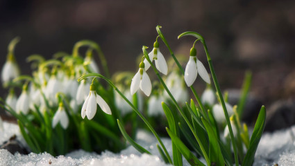 Perce-neige