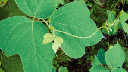 Phytothérapie : le kudzu