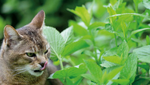 La phytothérapie : pour les animaux de compagnie aussi !