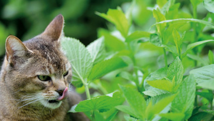 La phytothérapie : pour les animaux de compagnie aussi !