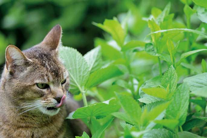 La phytothérapie : pour les animaux de compagnie aussi !