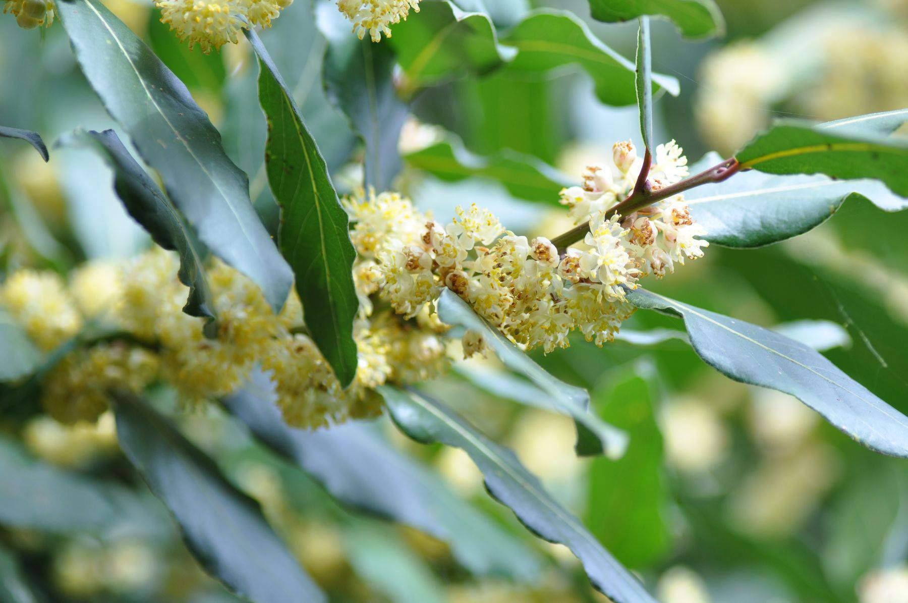 Le Laurier De nombreux bienfaits Plantes et Santé