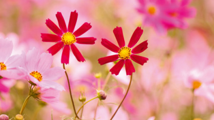 Les élixirs floraux pour rester amoureux