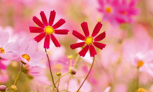 Les élixirs floraux pour rester amoureux