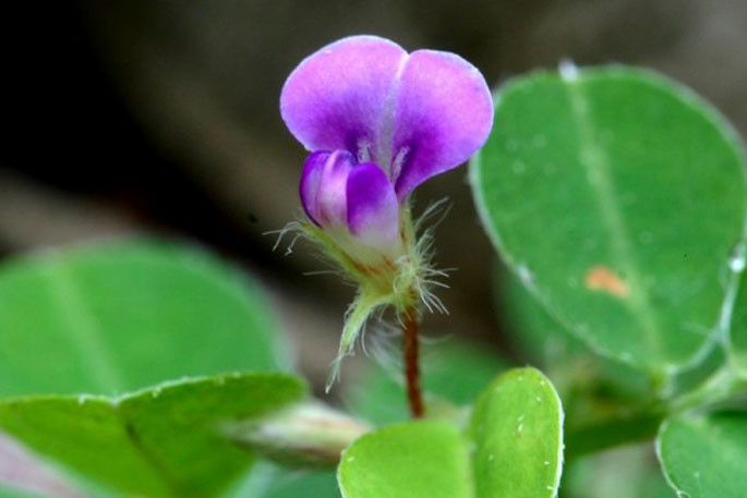 6 plantes pour nettoyer le foie - Promesse de Fleurs