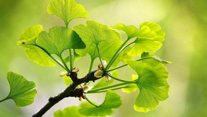 Le ginkgo, un symbole de longévité