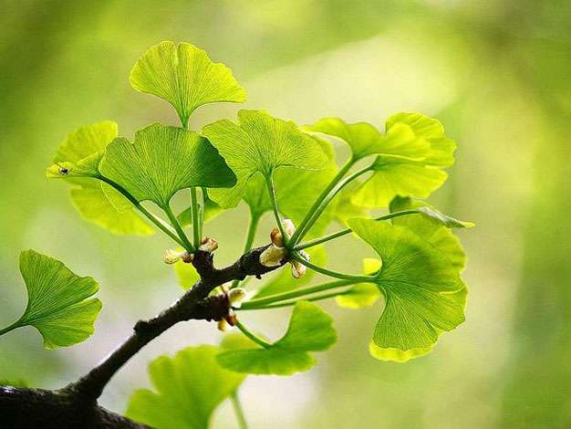 Le Ginkgo - Un symbole de longévité- Plantes et Santé