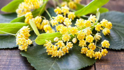 Fleurs, aubier, bourgeons : le tilleul, bon pour le sommeil mais pas que.