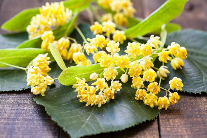 Fleurs, aubier, bourgeons : le tilleul, bon pour le sommeil mais pas que.