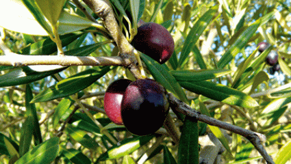 Plantes médicinales : Les légumes-fruits, rois du régime méditerranéen