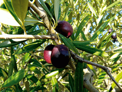 Plantes médicinales : Les légumes-fruits, rois du régime méditerranéen