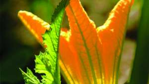 aromathérapie : les fleurs fraiches