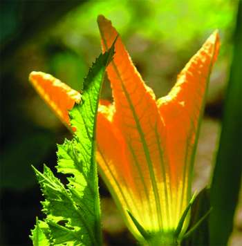 aromathérapie : les fleurs fraiches