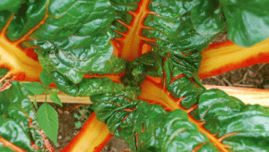 Plantes médicinales : Les légumes feuilles, capteurs solaires