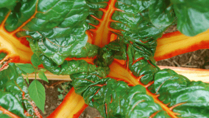 Plantes médicinales : Les légumes feuilles, capteurs solaires