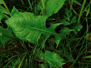 Ortie, pissenlit, égopode… un festin de mauvaises herbes