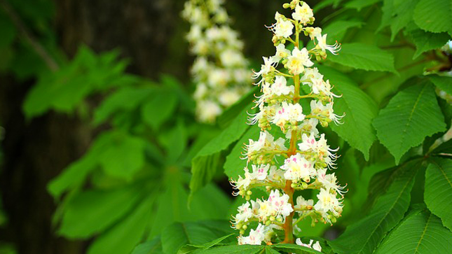 Horse chestnut, the solution for light legs - plants and health