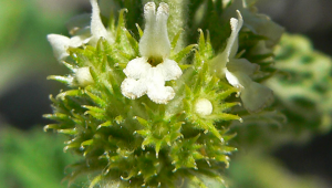 Connu depuis la Haute Antiquité, les Égyptiens utilisent le marrube blanc contre les affections respiratoires, dont l’asthme, la toux grasse et la bronchite.