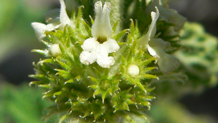 Connu depuis la Haute Antiquité, les Égyptiens utilisent le marrube blanc contre les affections respiratoires, dont l’asthme, la toux grasse et la bronchite.