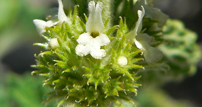 Connu depuis la Haute Antiquité, les Égyptiens utilisent le marrube blanc contre les affections respiratoires, dont l’asthme, la toux grasse et la bronchite.