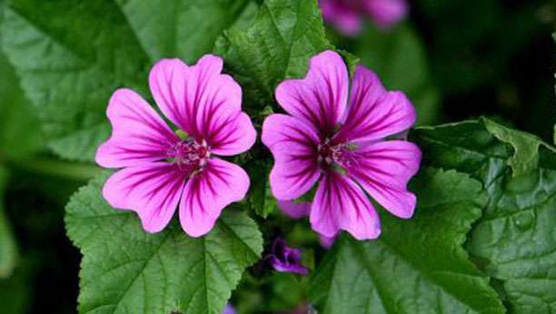 Mauve sylvestre (Malva sylvestris)