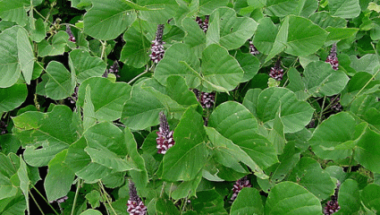 Le kudzu, la plante du sevrage