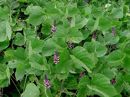 Le kudzu, la plante du sevrage