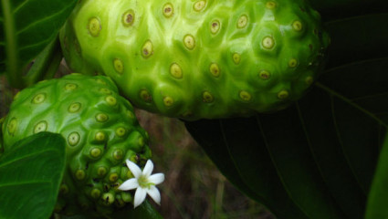 Phytothérapie : jus de noni