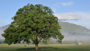 À vous la robustesse du noyer