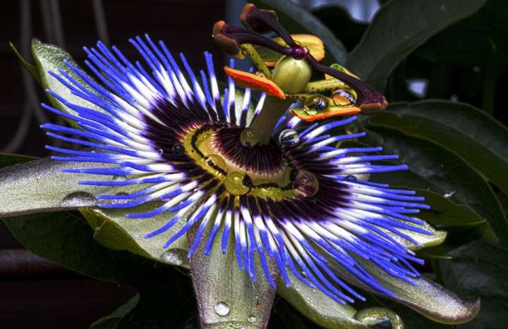 Les plantes de France, plus contrôlées, possèdent une très bonne image.