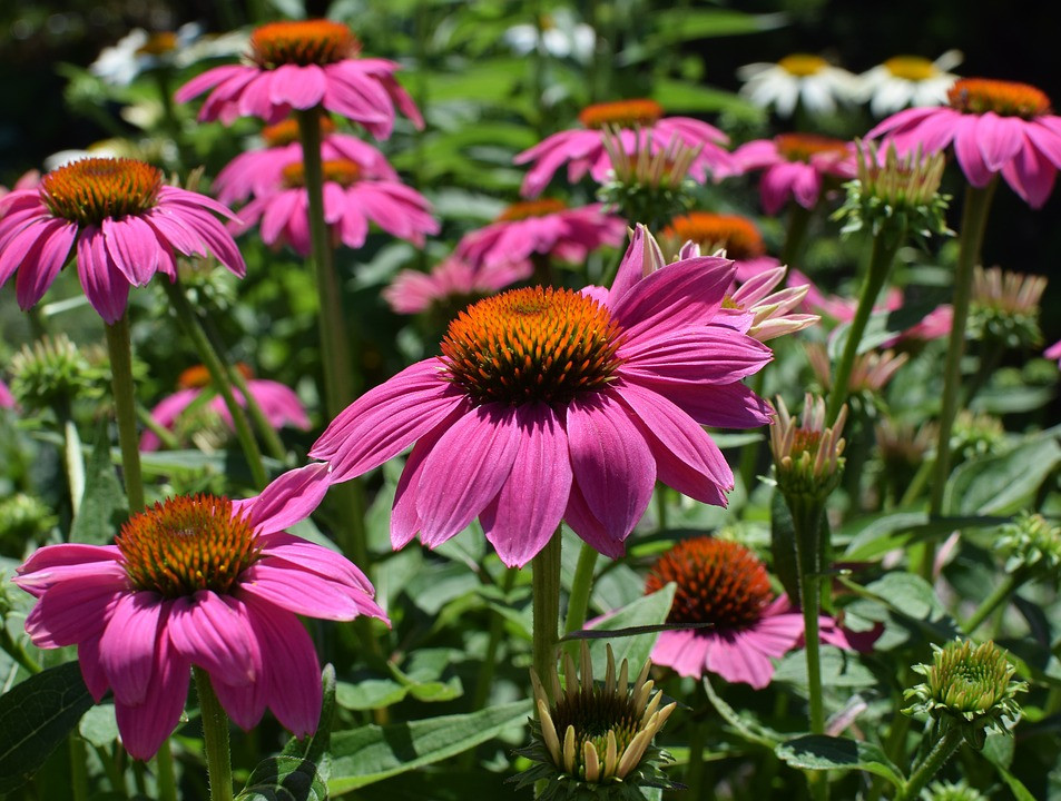 Stimuler son immunité avec l'échinacée (Echinacea) - Plantes et Santé