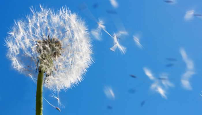 Traiter les allergies et les démangeaisons avec les plantes ...