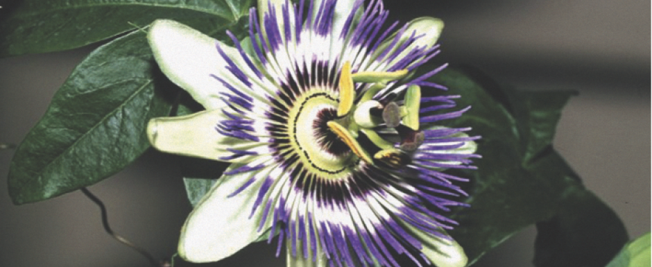 Les plantes pour soigner les troubles du sommeil