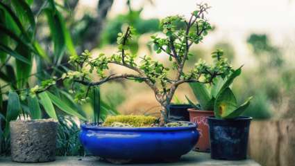 L'atmopshère de votre maison, comme celle de tous les lieux clos, est poluée. Mais certaines plantes assainisent l'air.