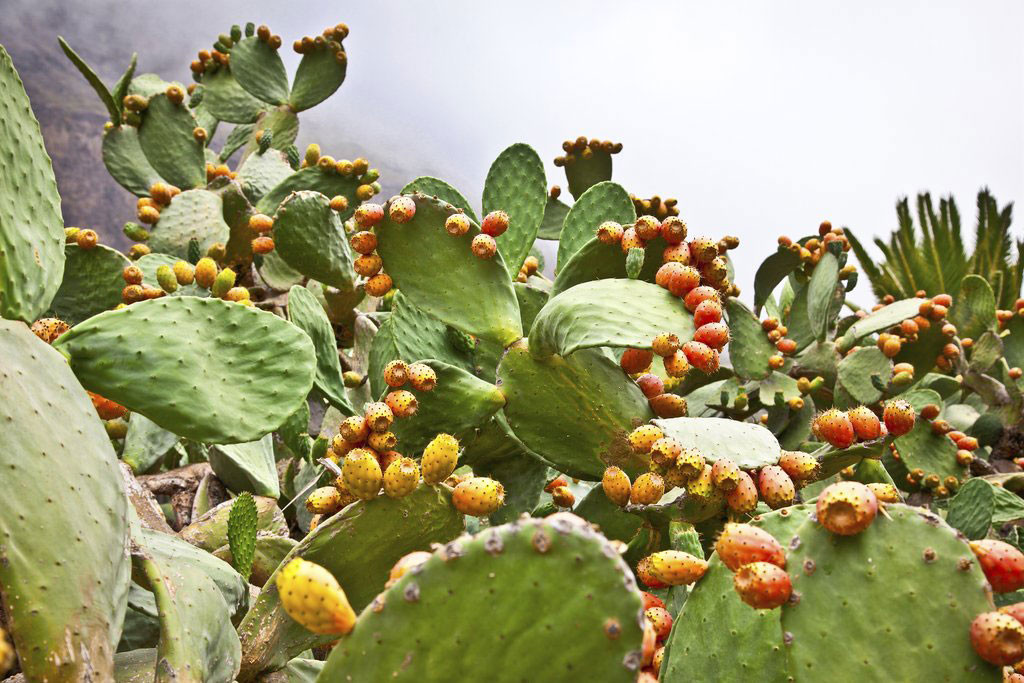 Les plantes du désert Bienfaits et vertus Plantes et Santé Les plantes du désert Bienfaits et vertus Plantes et Santé