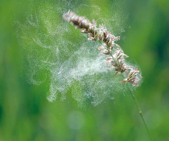 Vaincre les allergies