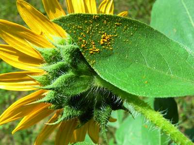 Phytothérapie : Les allergies dans la peau