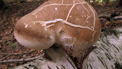 polypore bouleau