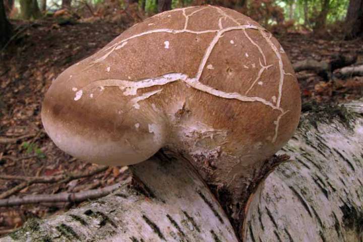 polypore bouleau