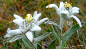 edelweiss