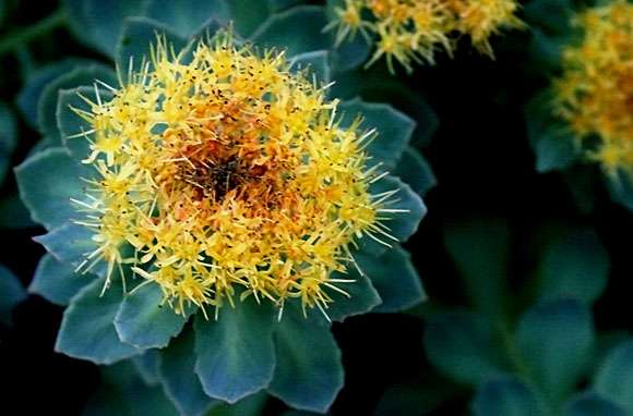 Rhodiola Rosea Pour Soigner Le Stress Et La Dépression - 