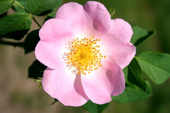 Les nombreuses vertus du rosier sauvage (églantier) - Plantes et Santé